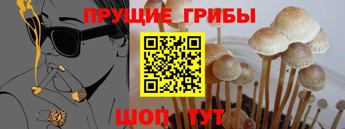 Псилоцибиновые грибы GOLDEN TEACHER Тара